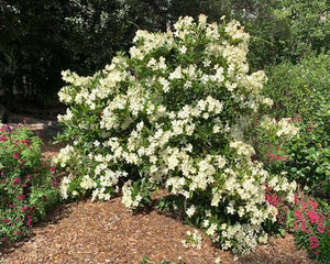 BRUNFELSIA WHITE CAPS 3.3L