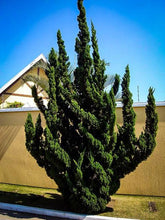 Load image into Gallery viewer, JUNIPERUS CHINENSIS KAIZUKA 6.0L
