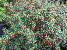 Load image into Gallery viewer, MYRTUS UGNI NZ CRANBERRY CHILEAN GUAVA 1.9L
