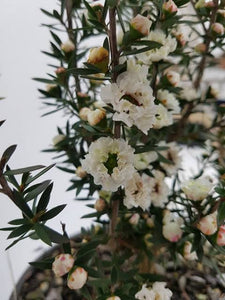 LEPTOSPERMUM WIRI LINDA 1.5L