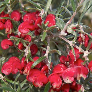 GREVILLEA RED CLOUD 2.5L