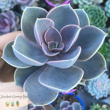 Load image into Gallery viewer, ECHEVERIA PERLE VON NUREMBERG 2.0L
