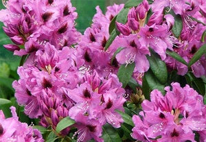 RHODODENDRON BUMBLEBEE 2.5L