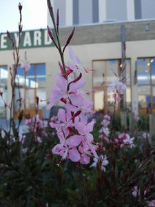 GAURA BALLERINA BLUSH 12CM