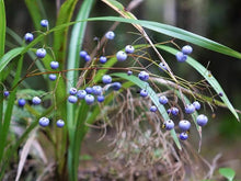 Load image into Gallery viewer, DIANELLA NIGRA TURUTU 13CM
