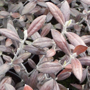 COROKIA FROSTED CHOCOLATE 3.0L