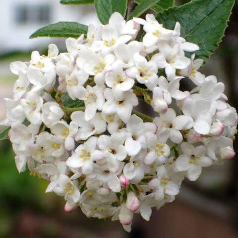 VIBURNUM CARLCEPHALUM FRAGRANT SNOWBALL 10.0L