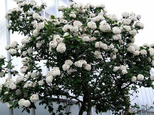 VIBURNUM CARLCEPHALUM FRAGRANT SNOWBALL 10.0L