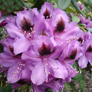 RHODODENDRON BUMBLEBEE 2.5L