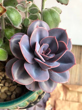 Load image into Gallery viewer, ECHEVERIA PERLE VON NUREMBERG 2.0L
