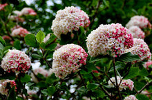 Load image into Gallery viewer, VIBURNUM CARLESII KOREAN SPICE VIBURNUM 3.5L
