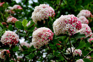 VIBURNUM CARLESII KOREAN SPICE VIBURNUM 3.5L