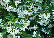 Load image into Gallery viewer, TRACHELOSPERMUM JASMINOIDES CHINESE STAR JASMINE 2.3L
