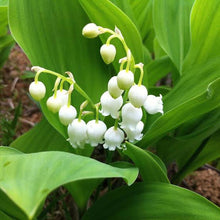 Load image into Gallery viewer, CONVALLARIA MAJALIS LILY OF THE VALLEY 1.0L
