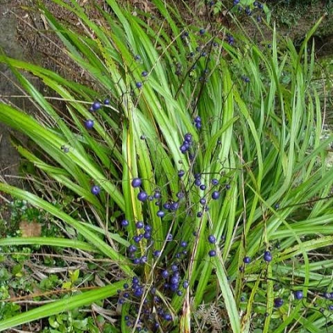 DIANELLA NIGRA TURUTU 13CM