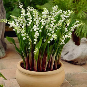 CONVALLARIA MAJALIS LILY OF THE VALLEY 1.0L