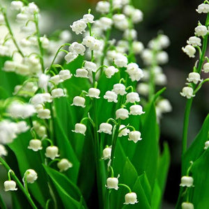 CONVALLARIA MAJALIS LILY OF THE VALLEY 1.0L