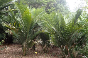 RHOPALOSTYLIS SAPIDA NEW ZEALAND NIKAU PB6.5