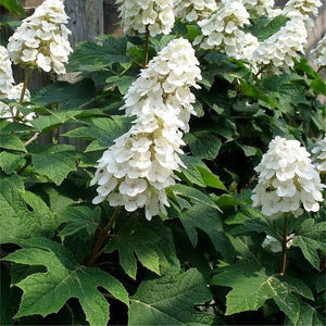 HYDRANGEA QUERCIFOLIA ICE CRYSTAL 3.3L