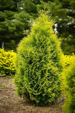 Load image into Gallery viewer, THUJA ORIENTALIS AUREA NANA 2.5L
