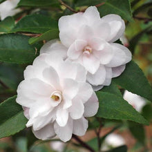Load image into Gallery viewer, CAMELLIA HYBRID CINNAMON CINDY 8.5L
