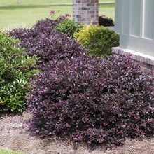 Load image into Gallery viewer, LOROPETALUM PLUM DELIGHT 1.5L
