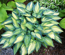 Load image into Gallery viewer, HOSTA JUNE 2.4L
