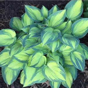 HOSTA JUNE 2.4L