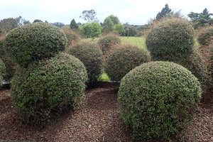 MUEHLENBECKIA ASTONII SHRUBBY TORORARO 1.0L