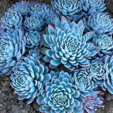 ECHEVERIA VIOLET QUEEN 2.0L