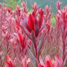 Load image into Gallery viewer, LEUCADENDRON SAFARI SUNSHINE 3.3L
