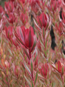 LEUCADENDRON SAFARI SUNSHINE 3.3L