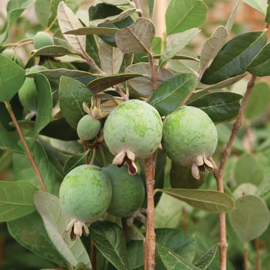 FEIJOA SELLOWIANA 4.0L