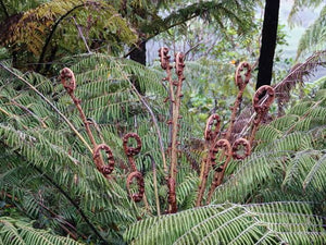 CYATHEA DEALBATA SILVER FERN 3.3L