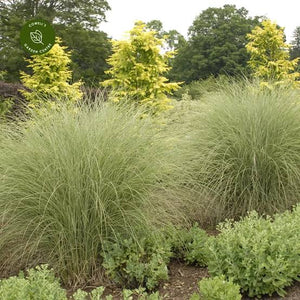 MISCANTHUS SINENSIS MORNING LIGHT 3.3L