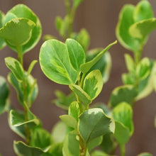 Load image into Gallery viewer, GRISELINIA LITTORALIS VARIEGATA 3.3L
