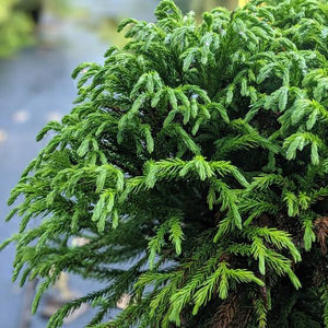 CRYPTOMERIA JAPONICA GLOBOSA NANA 2.5L