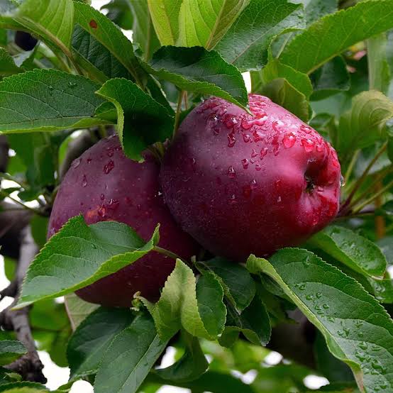 APPLE SEMI DWARF RED DELICIOUS PB18