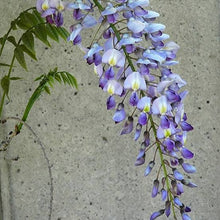 Load image into Gallery viewer, WISTERIA SINENSIS BLUE SAPPHIRE 3.3L
