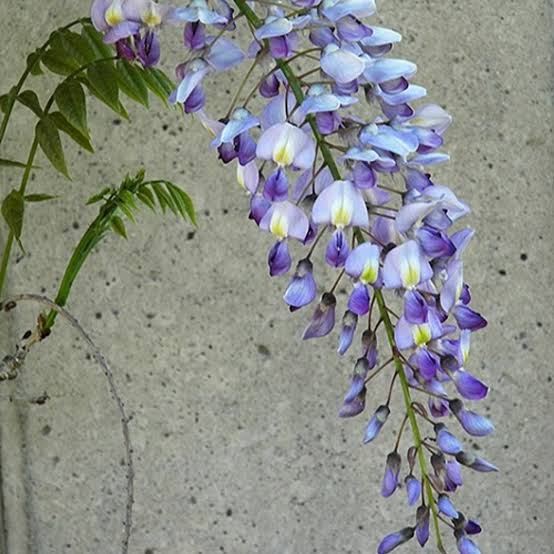 WISTERIA SINENSIS BLUE SAPPHIRE 3.3L