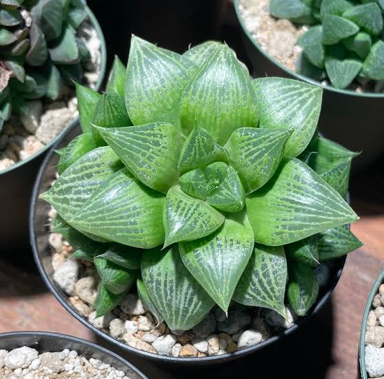 HAWORTHIA FAT ALBERT 1.3L