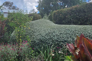 TEUCRIUM SILVER BABE 2.5L