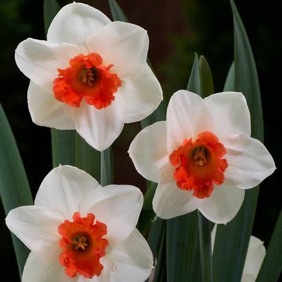DAFFODIL LARGE CUPPED COOL FLAME 5PK