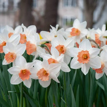 Load image into Gallery viewer, DAFFODIL LARGE CUPPED ACCENT 5PK
