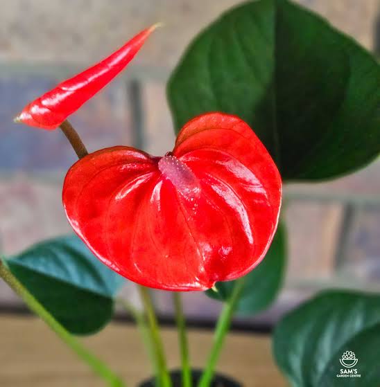 ANTHURIUM BUGATTI RED 15CM