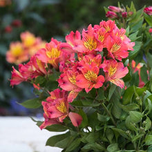 Load image into Gallery viewer, ALSTROEMERIA BORDER SUMMER VALLEY VALLEY GIRL 2.5L
