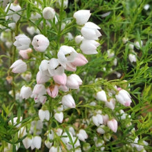 Load image into Gallery viewer, BORONIA HETEROPHYLLA ICE CHARLOTTE 2.4L
