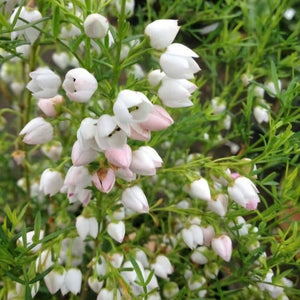 BORONIA HETEROPHYLLA ICE CHARLOTTE 2.4L