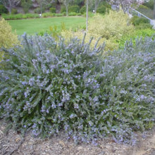 Load image into Gallery viewer, ROSEMARY PROSTRATA 2.0L
