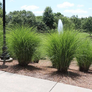 MISCANTHUS SINENSIS GRACILLIMUS 3.3L